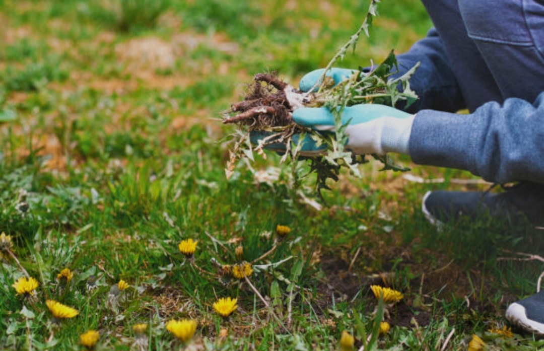 Deweeding and garden bed clean up in Nottingham