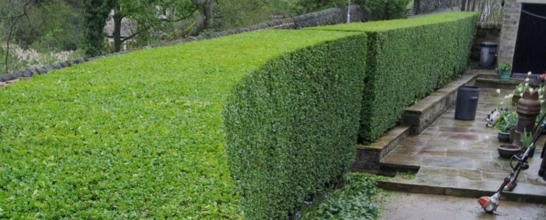 Hedge cutting and shaping work in Nottingham